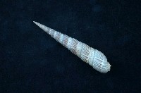 藏品(櫛筍螺 )的圖片